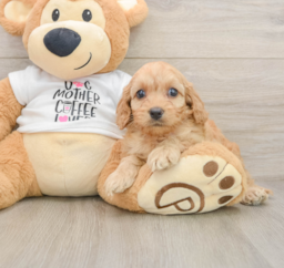 8 week old Cockapoo Puppy For Sale - Florida Fur Babies
