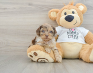 9 week old Cockapoo Puppy For Sale - Florida Fur Babies