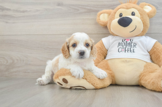Best Cockapoo Baby