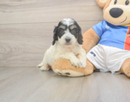 7 week old Cockapoo Puppy For Sale - Florida Fur Babies
