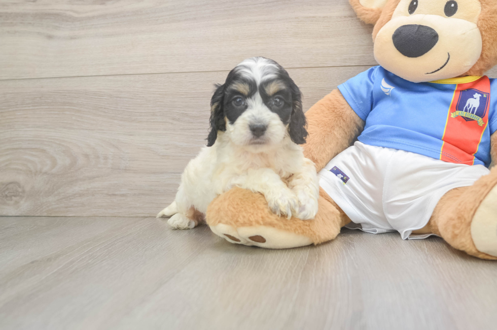 5 week old Cockapoo Puppy For Sale - Florida Fur Babies