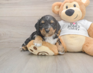 6 week old Cockapoo Puppy For Sale - Florida Fur Babies