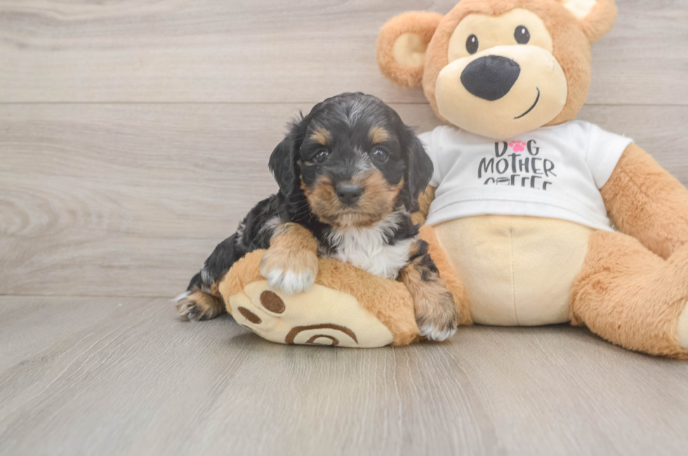 5 week old Cockapoo Puppy For Sale - Florida Fur Babies
