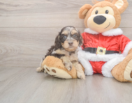 6 week old Cockapoo Puppy For Sale - Florida Fur Babies