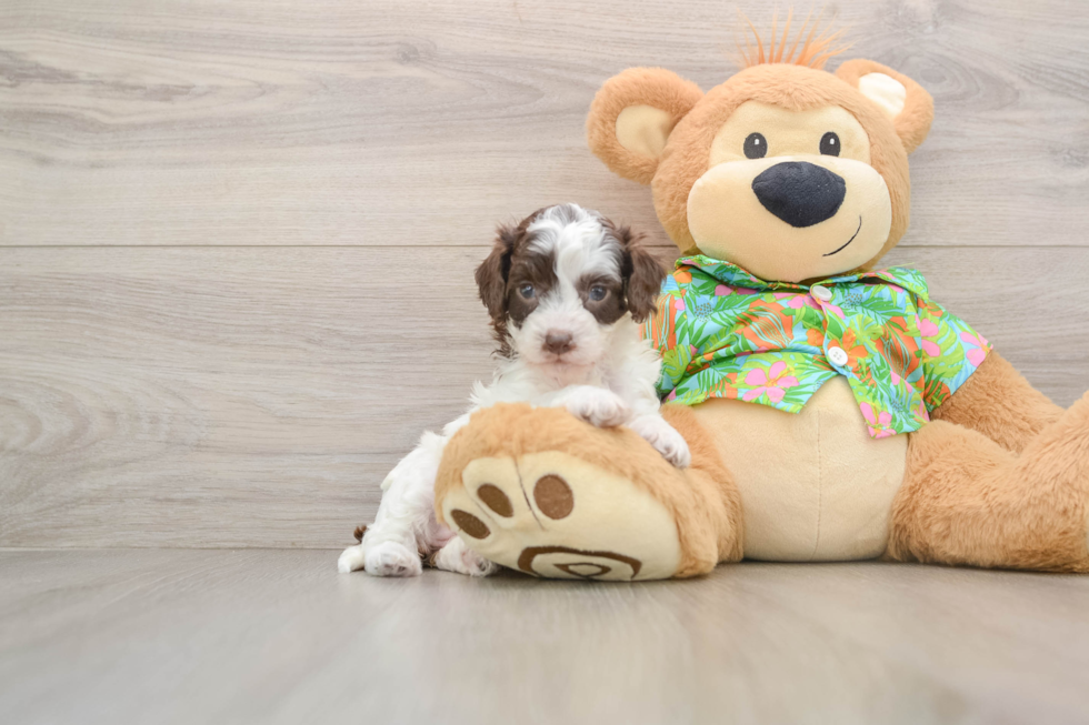 Sweet Cockapoo Baby