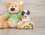 7 week old Cockapoo Puppy For Sale - Florida Fur Babies