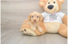 Cockapoo Puppy for Adoption