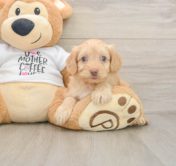 8 week old Cockapoo Puppy For Sale - Florida Fur Babies
