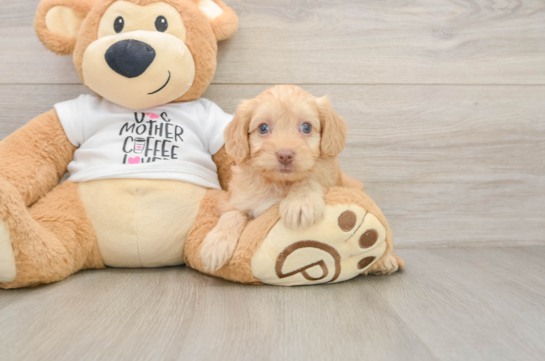 Friendly Cockapoo Baby