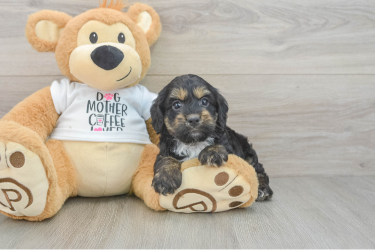 Cockapoo Pup Being Cute