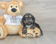 6 week old Cockapoo Puppy For Sale - Florida Fur Babies