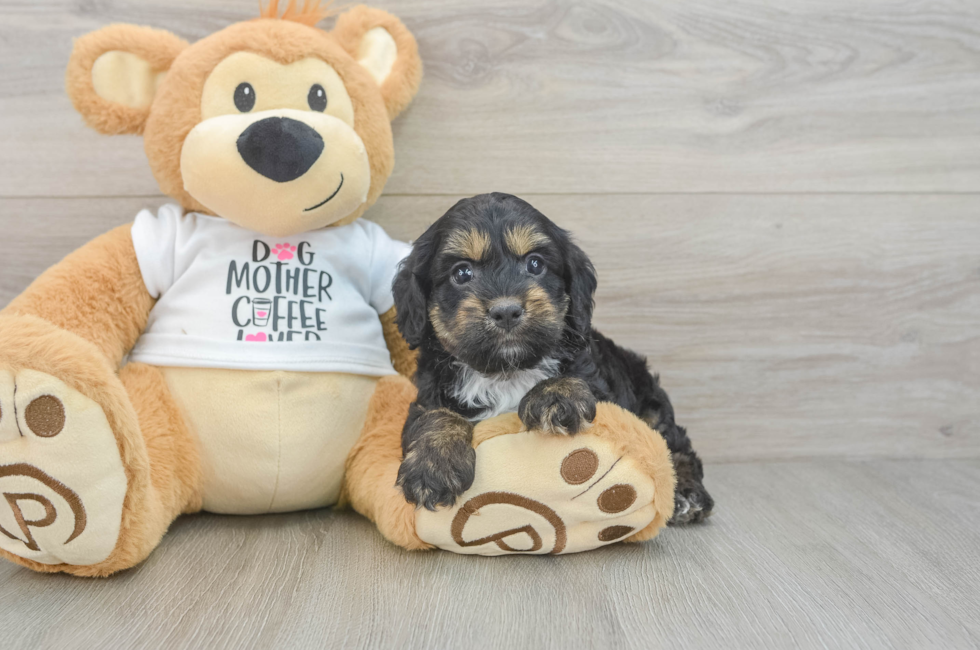 5 week old Cockapoo Puppy For Sale - Florida Fur Babies