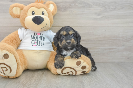 Cockapoo Pup Being Cute