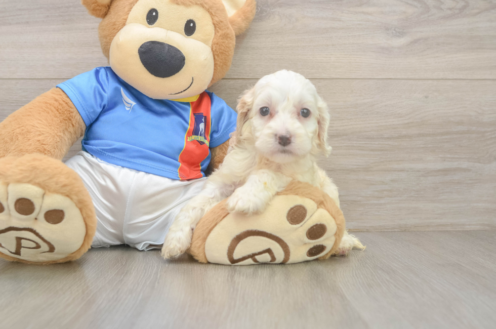 5 week old Cockapoo Puppy For Sale - Florida Fur Babies