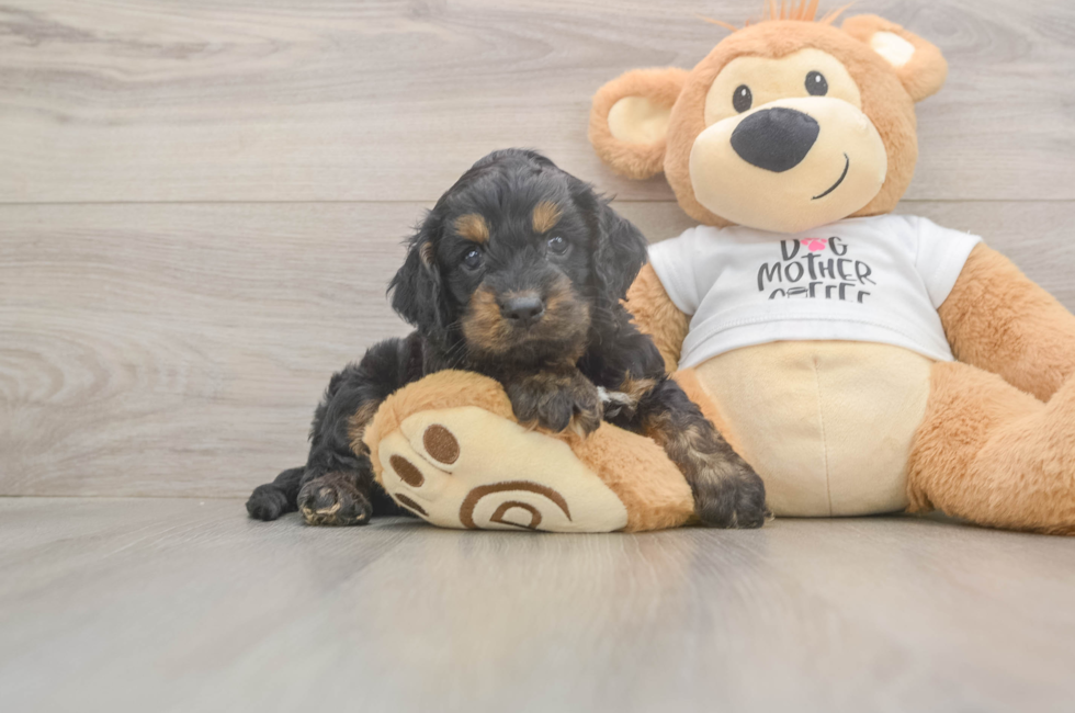 5 week old Cockapoo Puppy For Sale - Florida Fur Babies