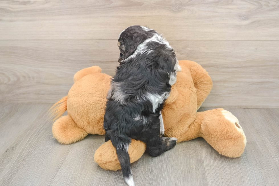 Energetic Cocker Doodle Poodle Mix Puppy