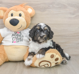 8 week old Cockapoo Puppy For Sale - Florida Fur Babies