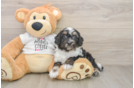 Cute Cockapoo Baby