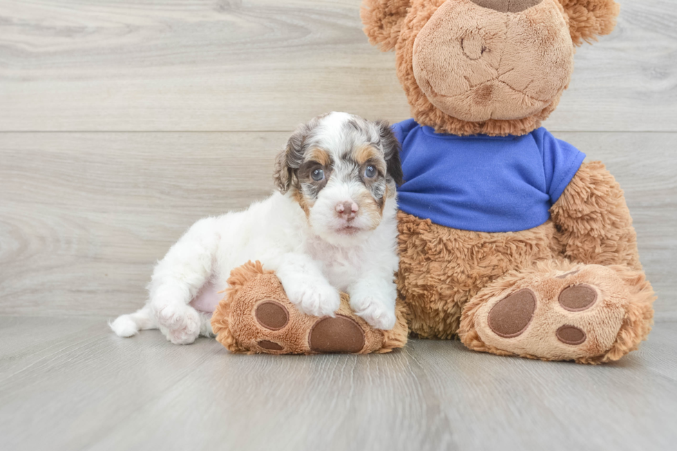 Funny Cockapoo Poodle Mix Pup