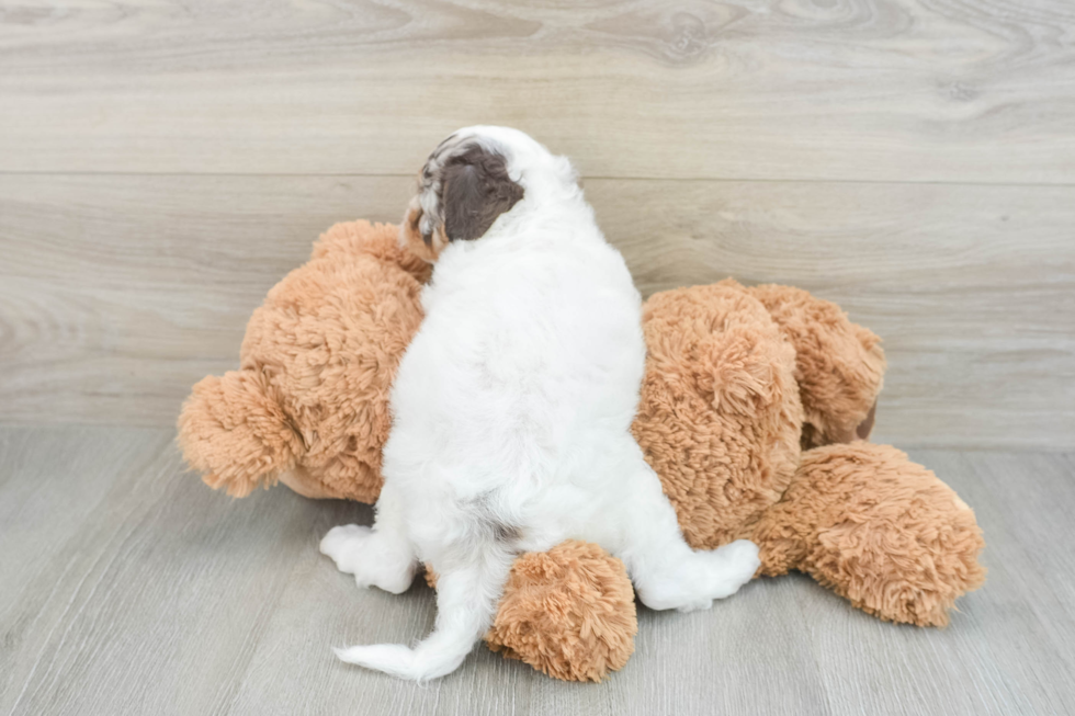 Funny Cockapoo Poodle Mix Pup