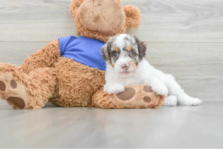 Friendly Cockapoo Baby