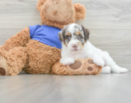 9 week old Cockapoo Puppy For Sale - Florida Fur Babies