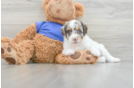 Friendly Cockapoo Baby