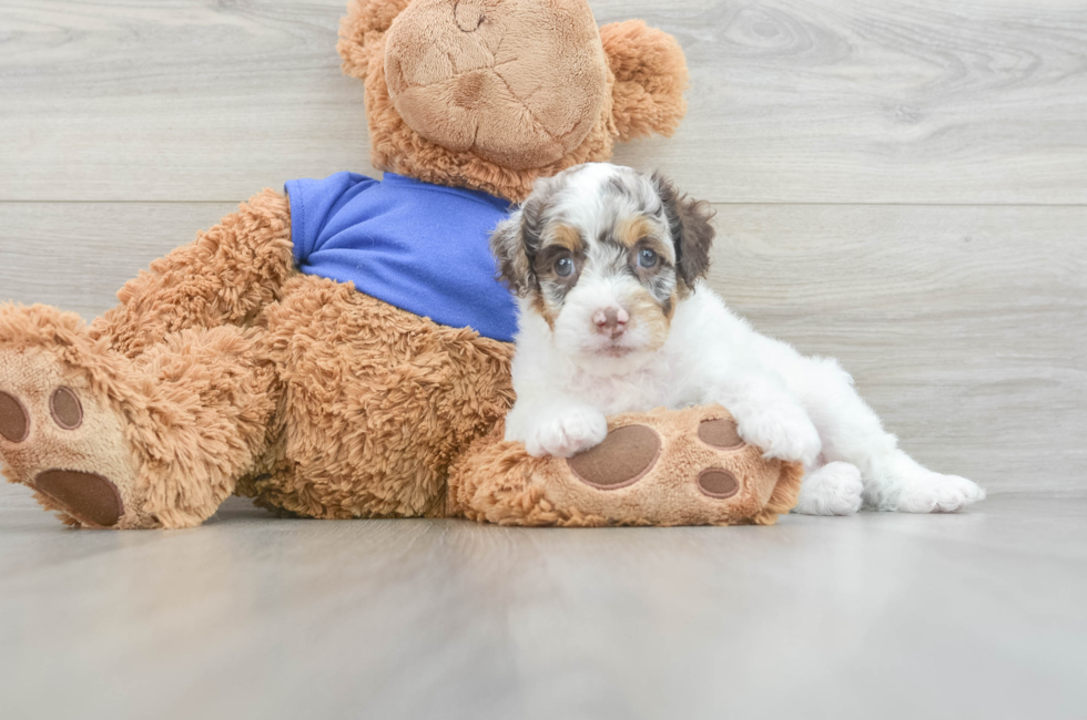 10 week old Cockapoo Puppy For Sale - Florida Fur Babies