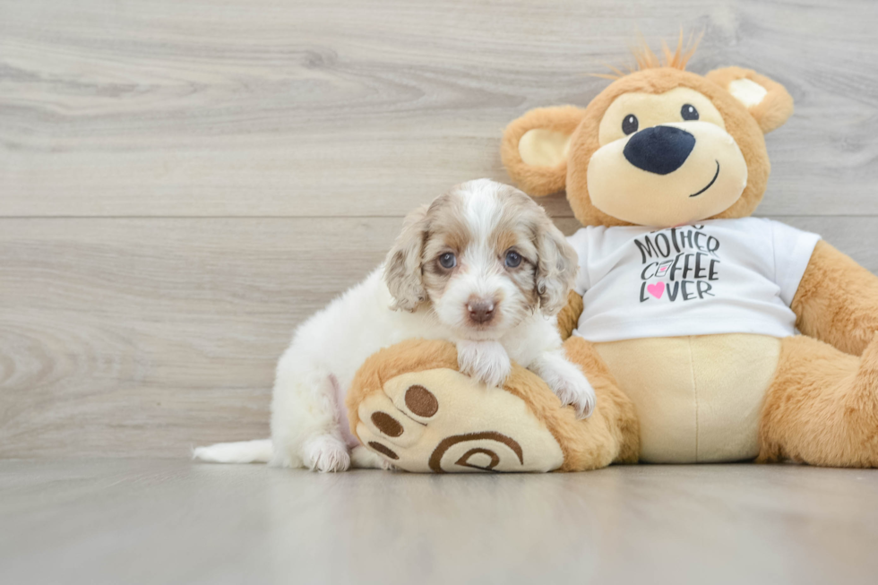 Cockapoo Pup Being Cute