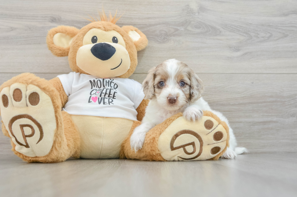 7 week old Cockapoo Puppy For Sale - Florida Fur Babies