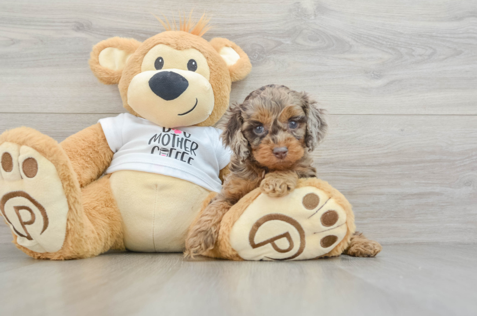 5 week old Cockapoo Puppy For Sale - Florida Fur Babies