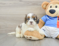 8 week old Cockapoo Puppy For Sale - Florida Fur Babies