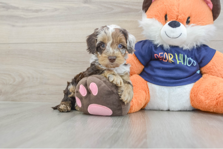 Friendly Cockapoo Baby