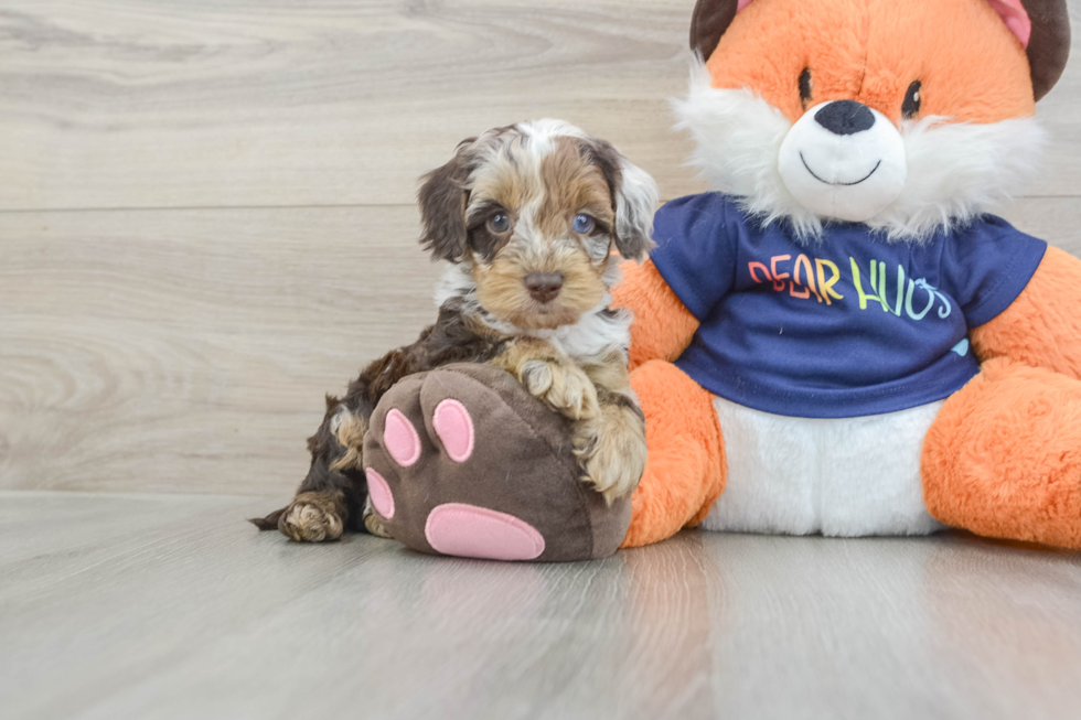 Friendly Cockapoo Baby