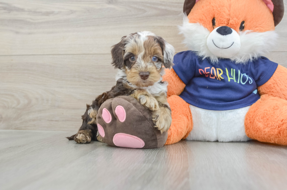 6 week old Cockapoo Puppy For Sale - Florida Fur Babies