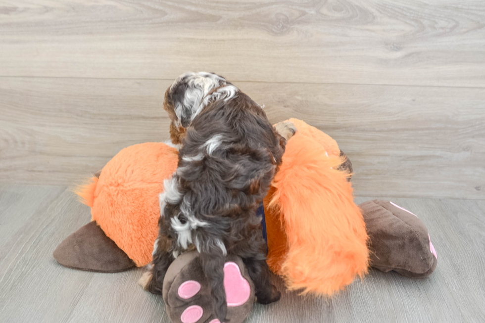 Cockapoo Pup Being Cute