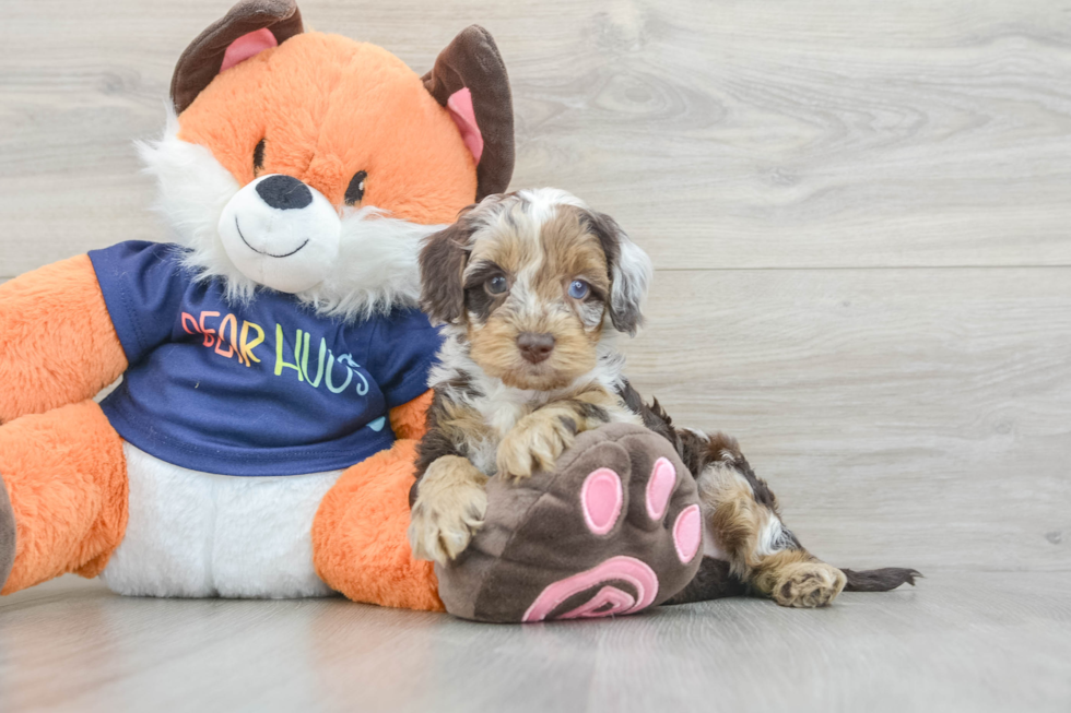 Best Cockapoo Baby