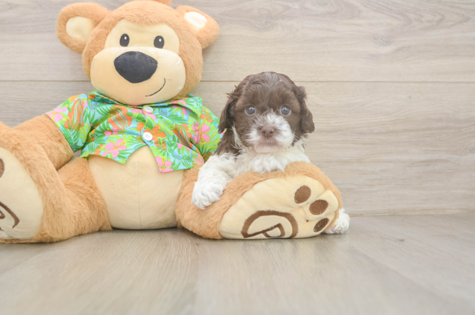 5 week old Cockapoo Puppy For Sale - Florida Fur Babies