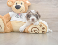 6 week old Cockapoo Puppy For Sale - Florida Fur Babies