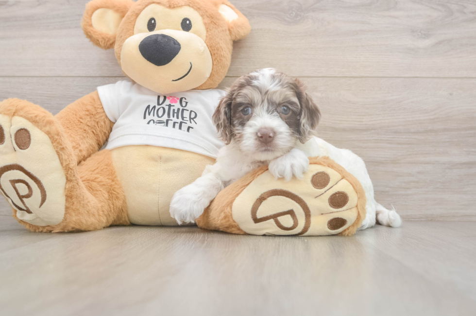 5 week old Cockapoo Puppy For Sale - Florida Fur Babies