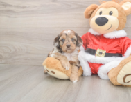 6 week old Cockapoo Puppy For Sale - Florida Fur Babies