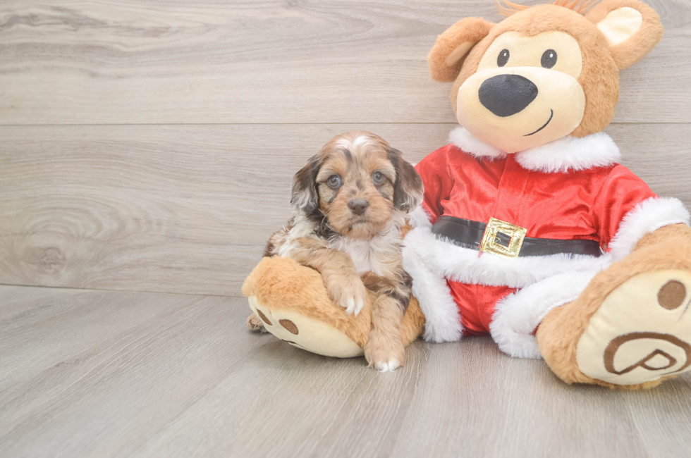 5 week old Cockapoo Puppy For Sale - Florida Fur Babies