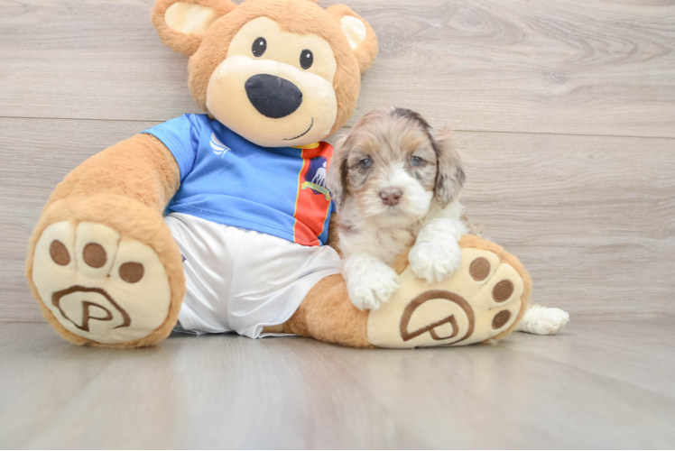 Petite Cockapoo Poodle Mix Pup