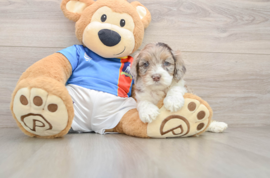 Petite Cockapoo Poodle Mix Pup