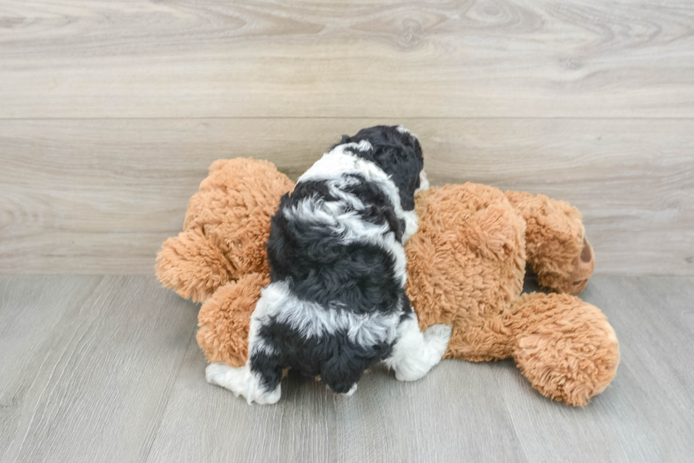 Adorable Cocker Doodle Poodle Mix Puppy