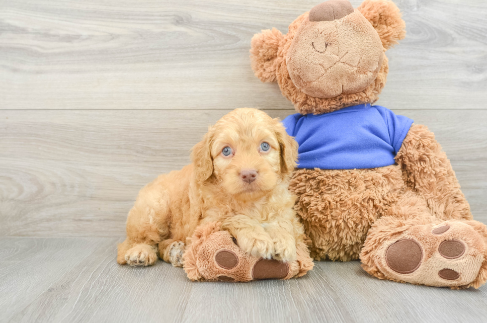 5 week old Cockapoo Puppy For Sale - Florida Fur Babies