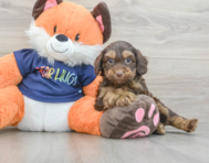 7 week old Cockapoo Puppy For Sale - Florida Fur Babies
