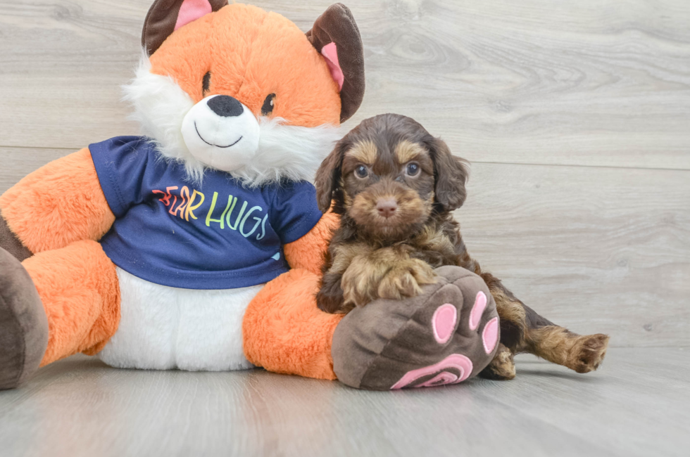 6 week old Cockapoo Puppy For Sale - Florida Fur Babies