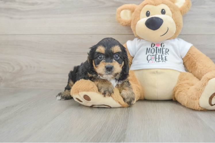 Friendly Cockapoo Baby