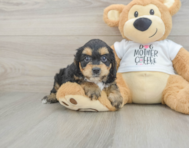 6 week old Cockapoo Puppy For Sale - Florida Fur Babies